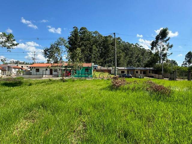 Terreno para Venda em Montenegro - 4